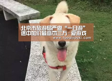爱游戏APP